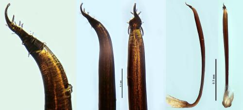 Nemastoma lugubre